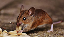 24 Hour & Emergency Exterminators in Williamsburg, VA